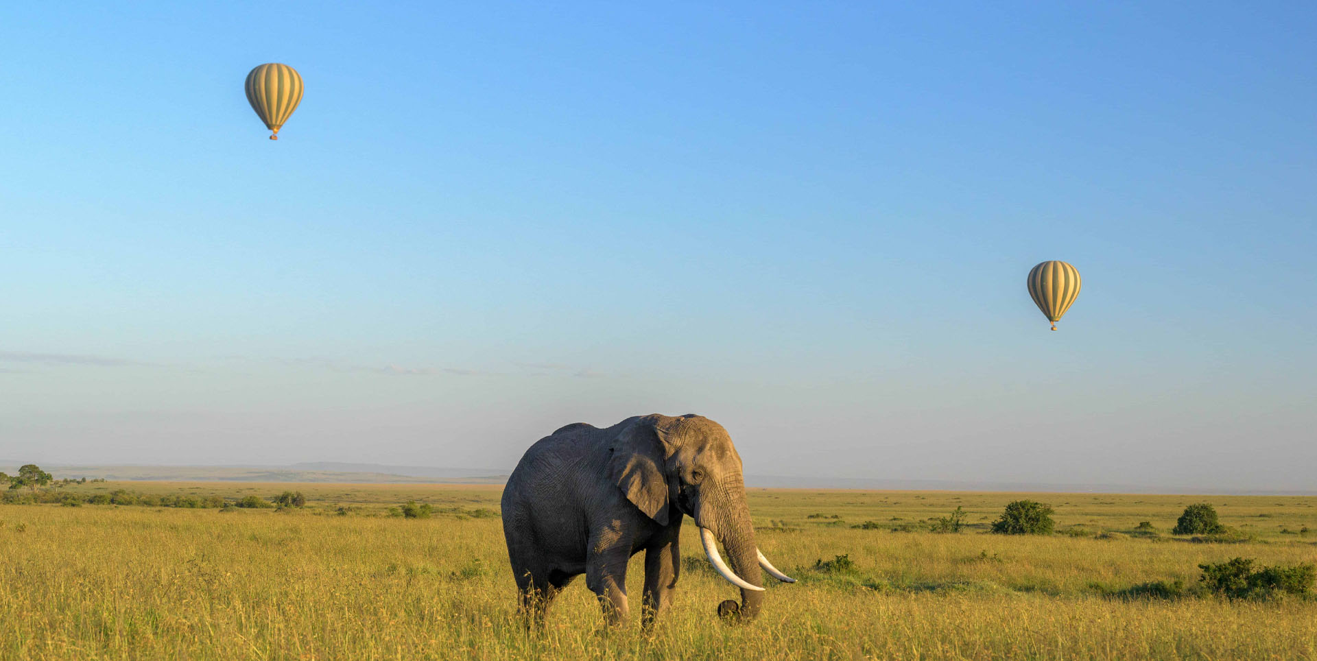 Africa safari landscape