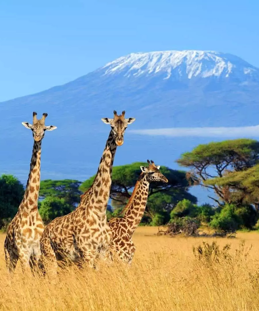 Amboseli