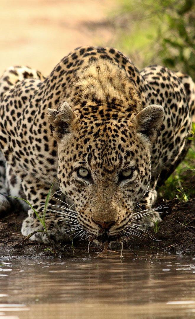 Kruger Park