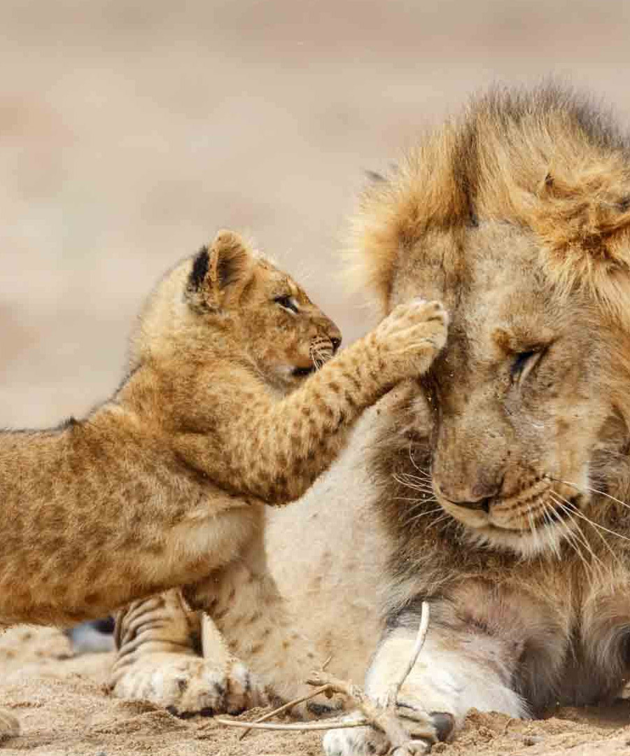 Serengeti