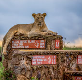Lion