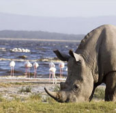Rhino