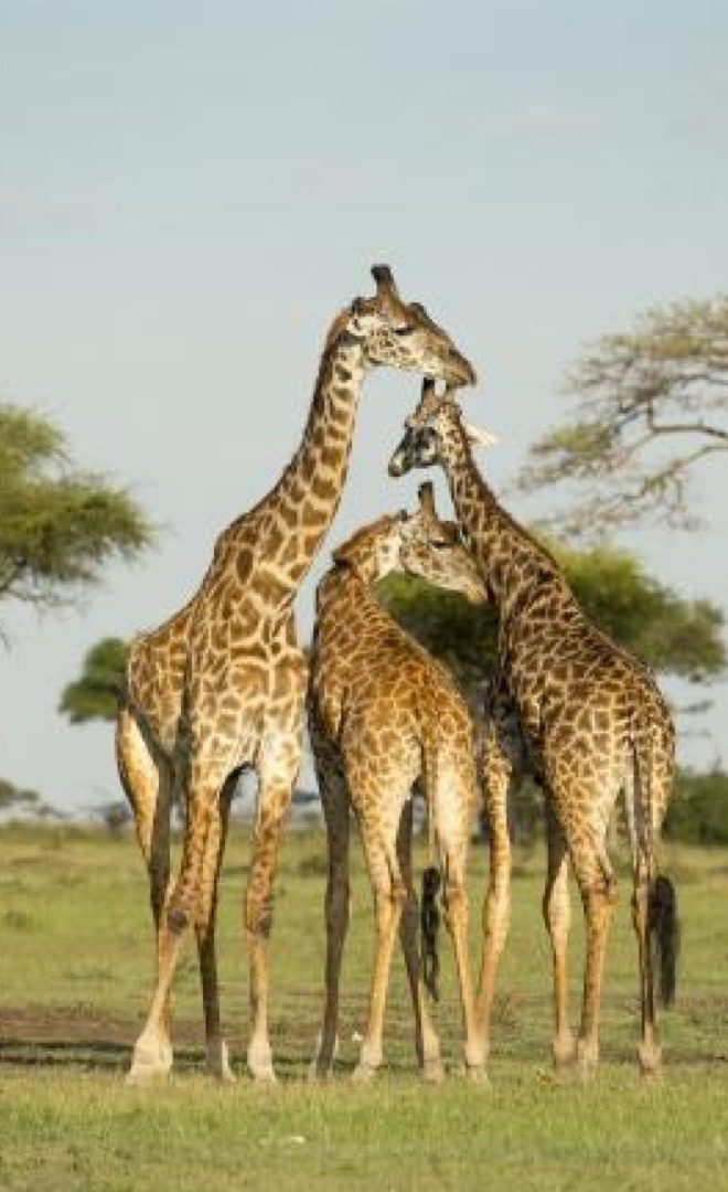 Cross-Border Safaris